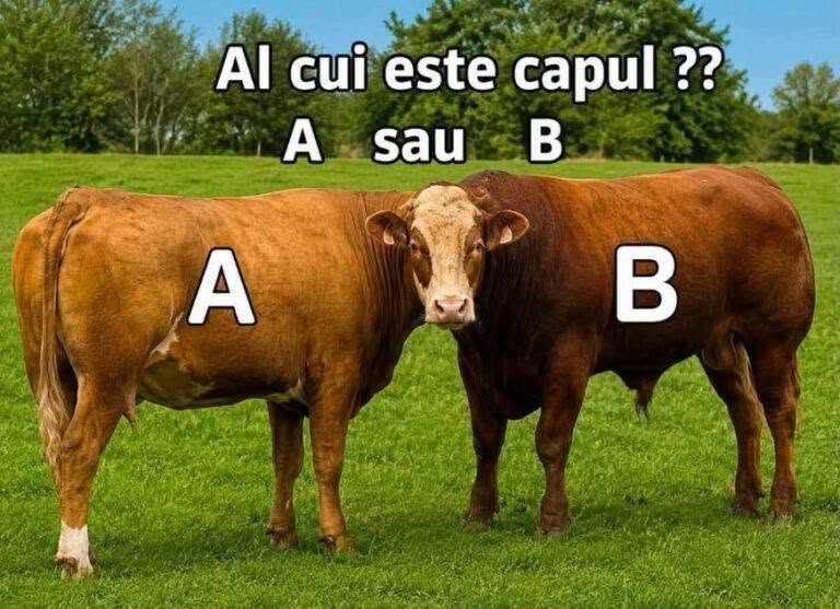 Al cui este capul ??