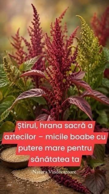 Am început să adaug semințe de știr în smoothie-urile de dimineață ale fiicei mele și acum nu mai vrea altceva! Se simte plină de energie, iar eu sunt încântată de beneficiile nutriționale. Trebuie să încercați și voi! A ieșit uimitor! Rețeta mai jos în primul comentariu 