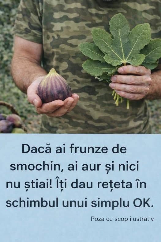 Dacă ai frunze de smochin, ai aur și nici măcar nu știai….