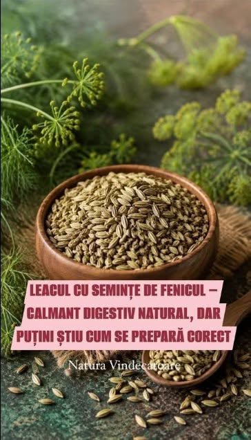 LEACUL CU SEMINȚE DE FENICUL – CALMANT DIGESTIV NATURAL, DAR PUȚINI ȘTIU CUM SE PREPARĂ CORECT
