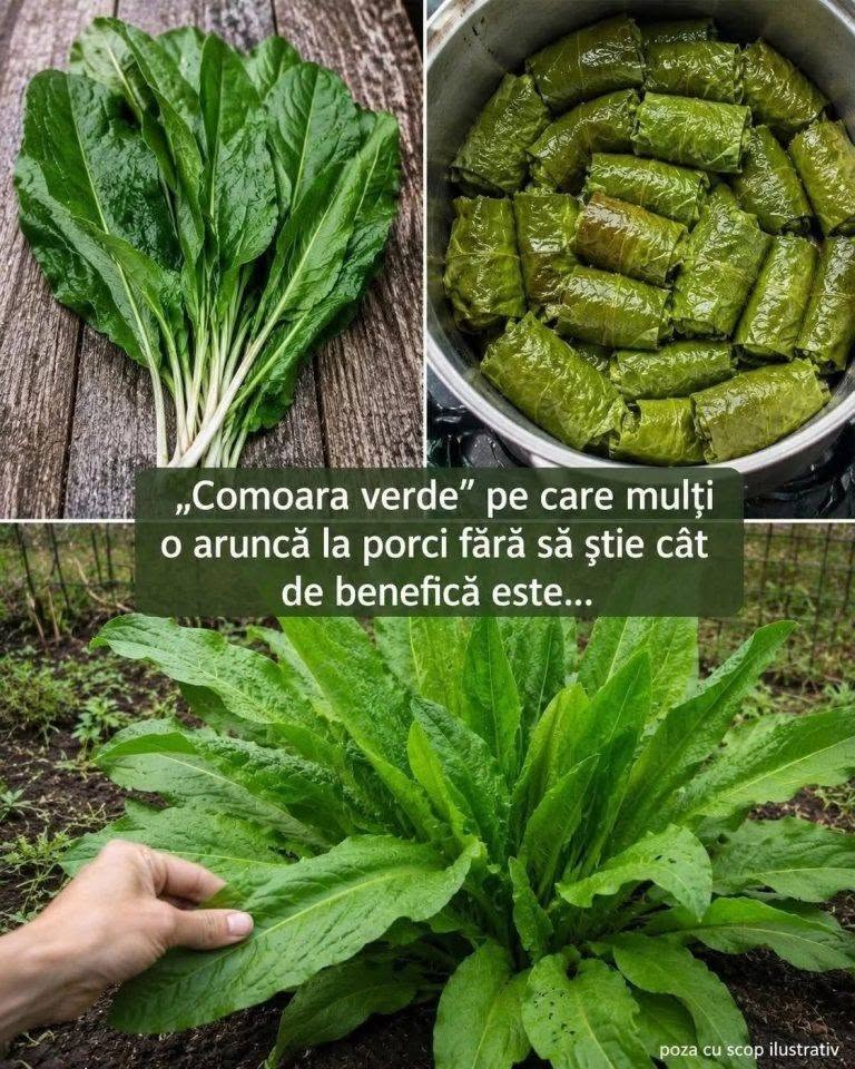 Comoara verde” pe care mulți o aruncă la porci fără să știe cât de benefică este…