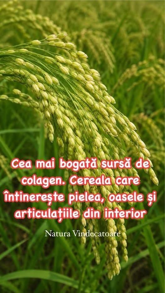 Cea mai bogată sursă de colagen. Cereala care întinerește pielea, oasele și articulațiile din interior