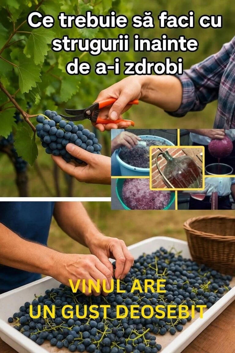 Ce trebuie să faci cu strugurii înainte de a-i zdrobi pentru ca vinul să aibă un gust deosebit. Secretul folosit de experți