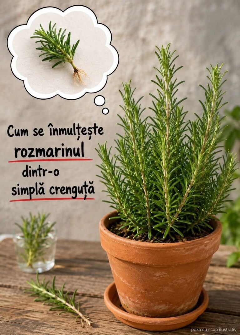 Înmulțește rozmarinul dintr-o simplă crenguță și păstrează-l sănătos în ghiveci