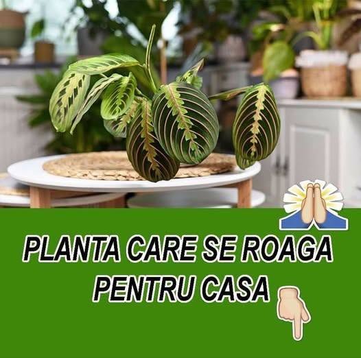 Planta care se roagă pentru noroc și belsug în viata ta – Transformă-ți Casa cu Maranta