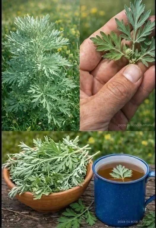 Pelinul (Artemisia absinthium) este o plantă medicinală