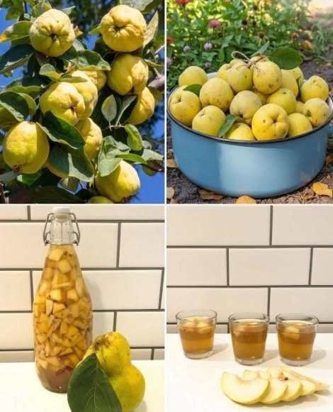 Gutuiata – leacul dulce al bunicilor, care întărește inima și alungă oboseala(cum se prepară și cum se consumă)…
