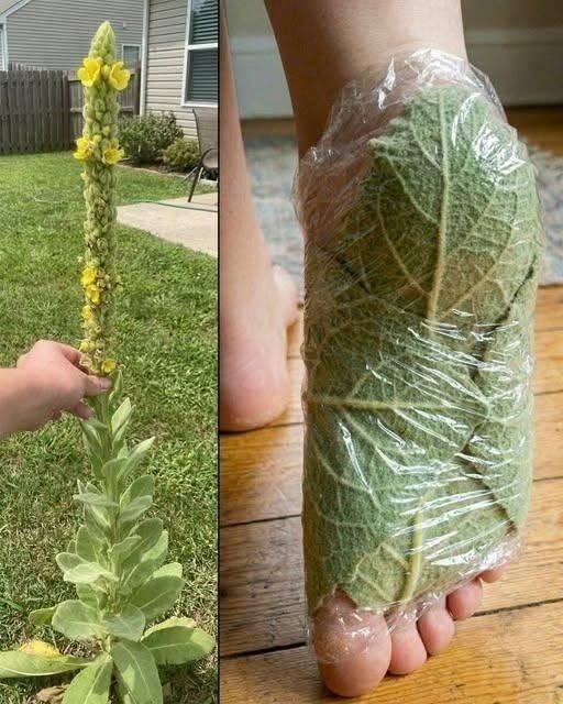 Lumânărică (Verbascum densiflorum) – 63 de curiozități și utilizări tradiționale ale acestei plante remarcabile