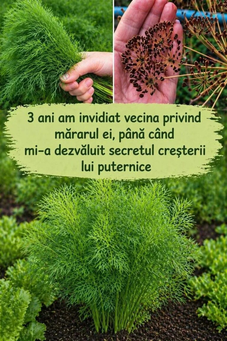 Cum să plantezi corect mărarul ca să fie des și verde închis** **Un sfat excelent în primul comentariu