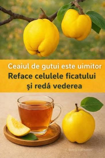 Toate părțile componente ale gutuiului se folosesc în scopuri terapeutice. Modul de preparare și cum îl folosesc sunt detaliate în primul comentariu