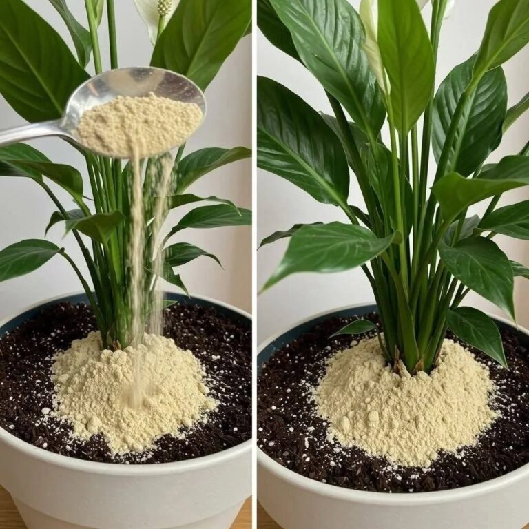 Crinul Păcii: datorită acestui singur ingredient, va înflori până la 10 ani la rând.